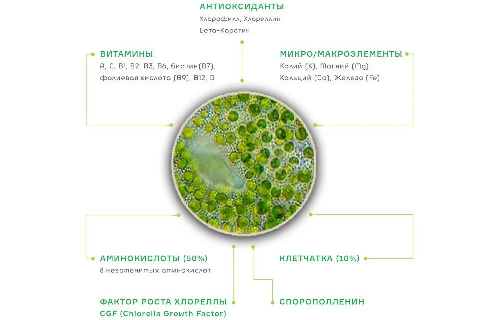 Хлорелла водоросль строение. Хлорелла среда обитания. Известно что хлорелла может усваивать липиды. Известно что хлорелла может усваивать липиды. Одноклеточная водоросль хлорелла.