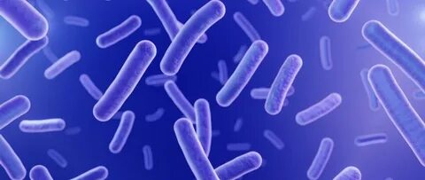 Пробиотик bacillus