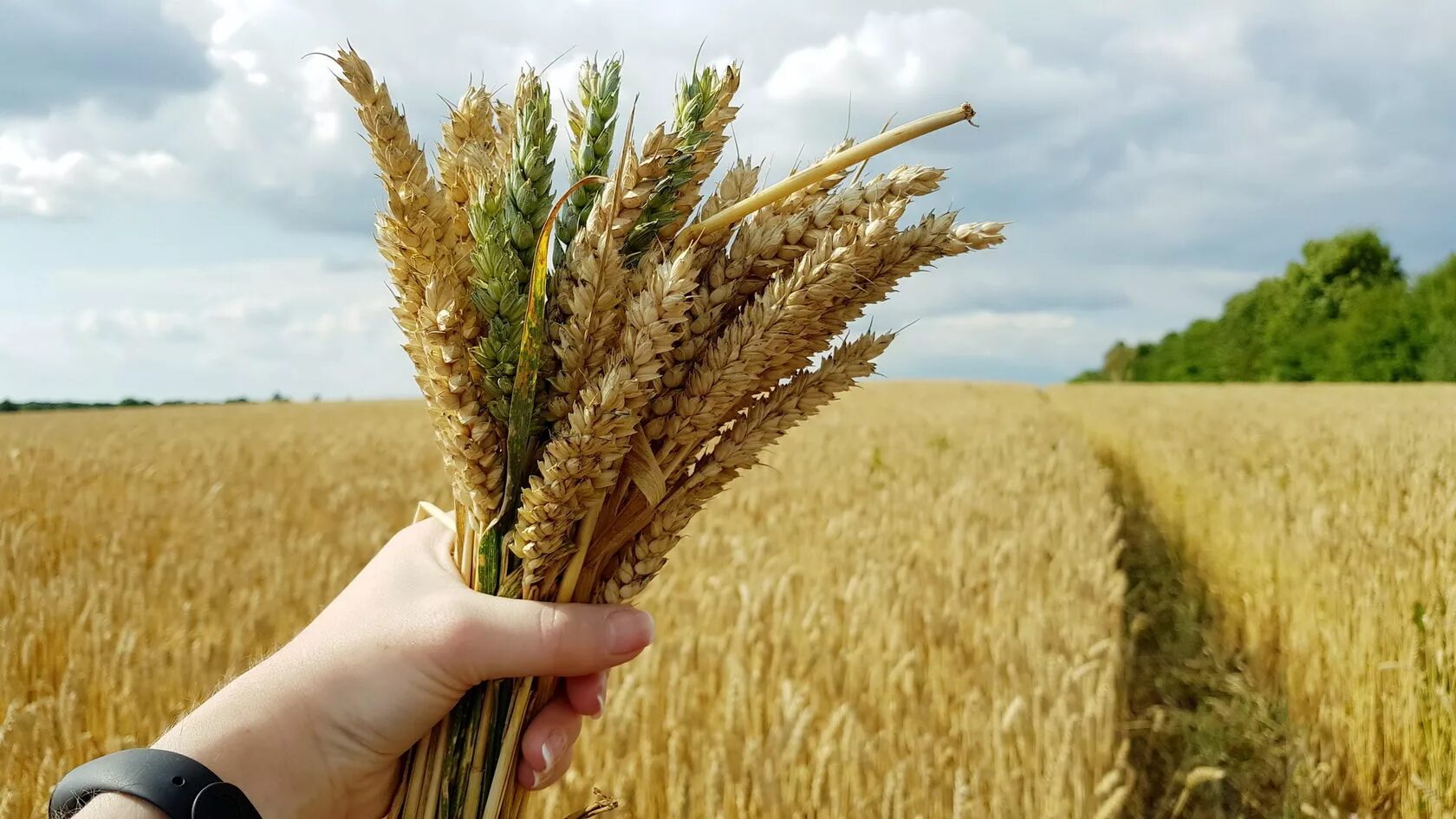Отличные пшеничные. Сельское хозяйство. Растениеводство. Агрария поля. Агроном пшеница.