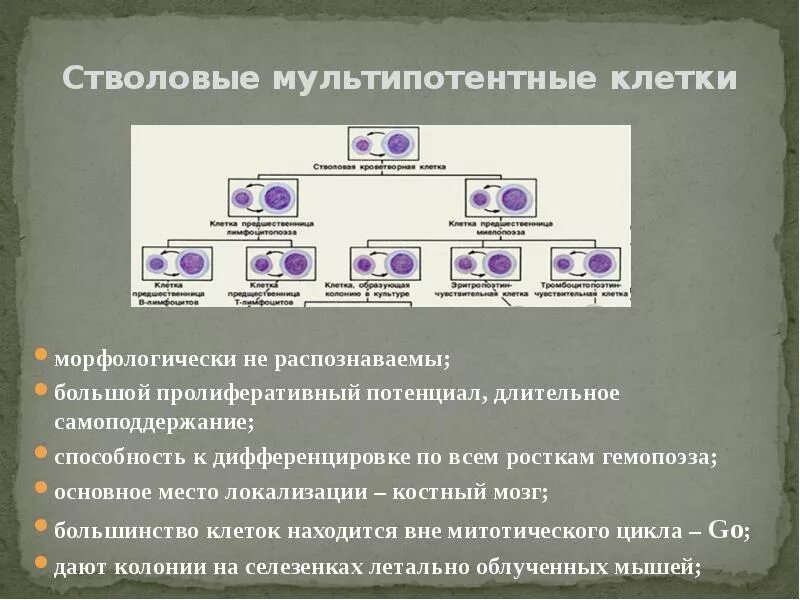 Осуществляется направленное перемещение и дифференцировка клеток. Мультипотентные стволовые клетки. пролиферативный потенциал клеток. самоподдержание стволовых клеток. стволовые клетки самоподдержание.