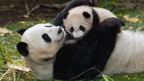 Panda 4 baby