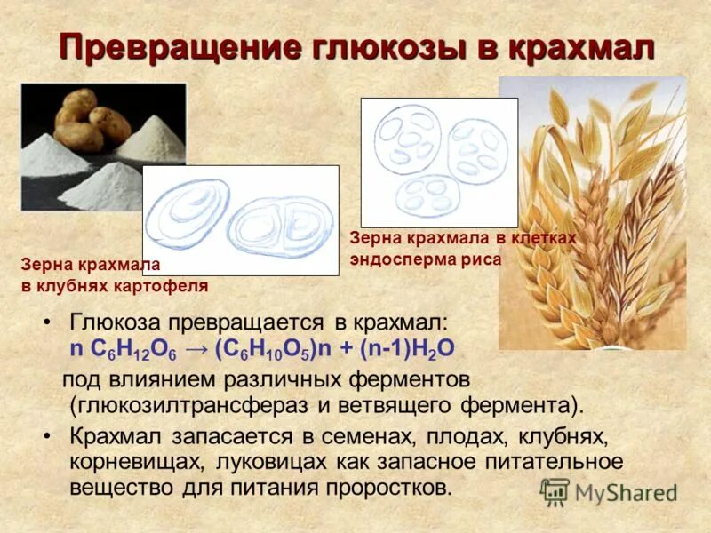 схема включения фруктозы в гликолиз в мышцах. крахмал в глюкозу реакция. химические свойства фруктозы сахарозы крахмала. превращение крахмала в организме в глюкозу. схема реакции получения глюкозы.