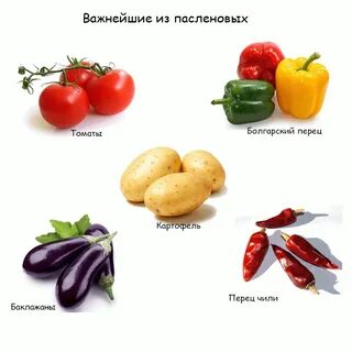 Овощи семейства пасленовых список