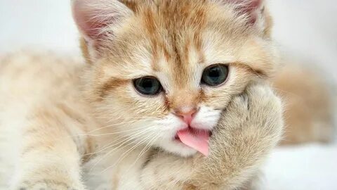Cute Cats Photos, Kitten Pictures, Cat Pics, Animal Pictures, Super Cute Ki...