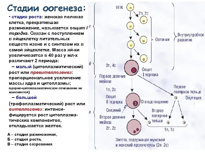 Последовательность стадий развития клеток. Блок мейоза в оогенезе. Стадия размножения оогенез. Последовательность периодов оогенеза размножение. Оогенез в процессе созревания.