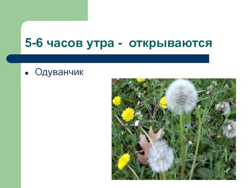 Цветки одуванчика утром раскрываются а вечером. Цветочные часы одуванчик. Цветки одуванчика утром раскрываются а вечером. Цветки одуванчика утром раскрываются а вечером. Одуванчики hd.