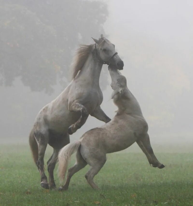 Лошадь танцует. Скакуны лошади. Вдвоем на лошади. Лошадь жеребцует.