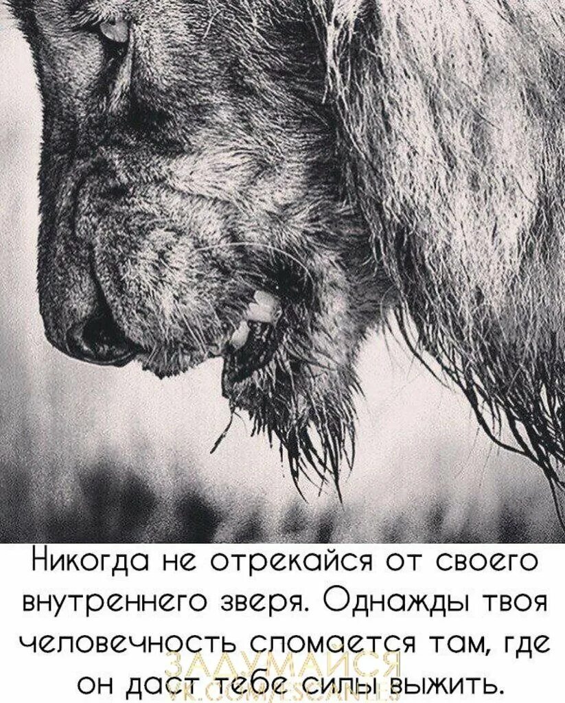 Победит зверя