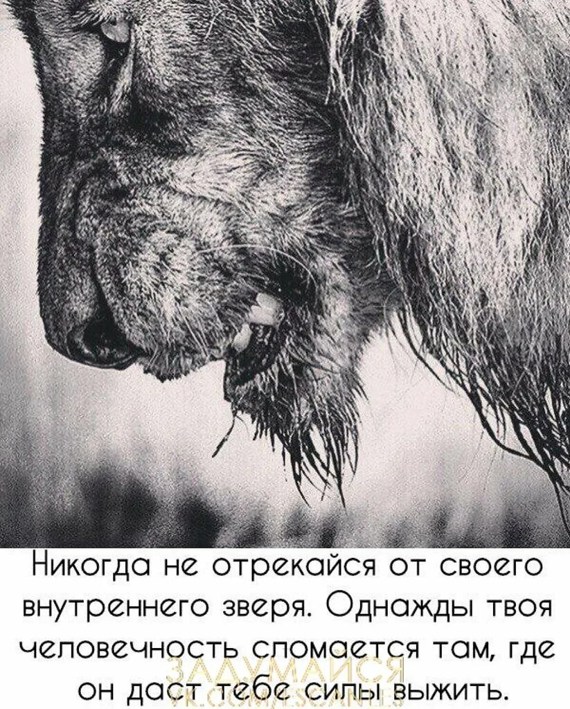 Звери били. Никогда не отрекайся от внутреннего зверя. Никогда не отрекайтесь от своего внутреннего зверя. Цитаты про человечность. Фразы про человечность.