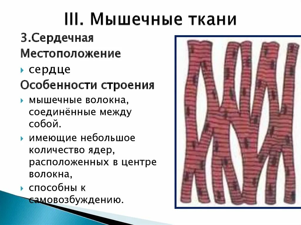 Какими свойствами обладает клетки мышечной ткани. Строение поперечнополосатой сердечной мышечной ткани. Сердечная мышечная ткань строение и функции. Сердечная мышечная ткань особенности строения. Поперечно полосатая сердечная ткань строение и функции.