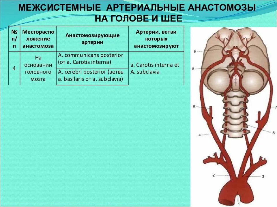 Анастомозы наружной сонной. Анастомозы наружной сонной артерии. анастомозы между артериями головы и шеи. внутрисистемные анастомозы артерий головы и шеи. анастомозы внутренней сонной артерии.