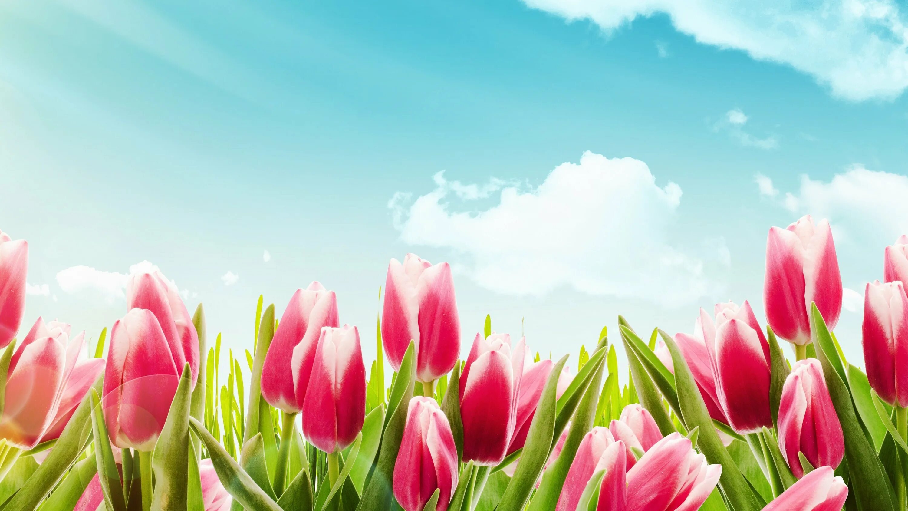 Тюльпаны фон. Цветы тюльпаны. Тюльпаны фон. Тюльпаны уличные. Тюльпаны фон.