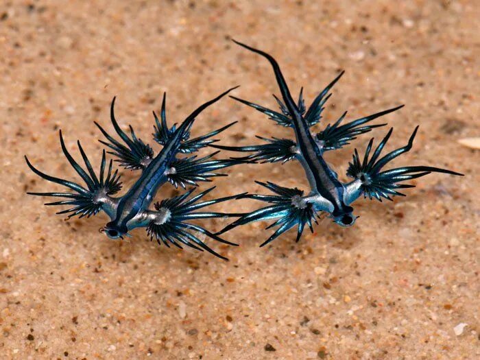 Что такое главк. Голубой ангел (glaucus atlanticus). Голожаберный моллюск главк. Glaucus atlanticus синий дракон. Морской голожаберный моллюск голубой дракон.