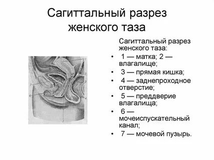 Разрез женского органа