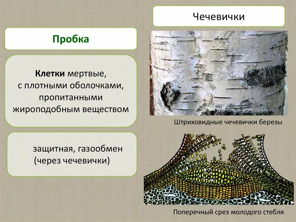 Пробка стебля у растений какую функцию. Чечевички строение и функции. чечевички в покровной ткани. покровная ткань растений чечевички. чечевички коры строение.