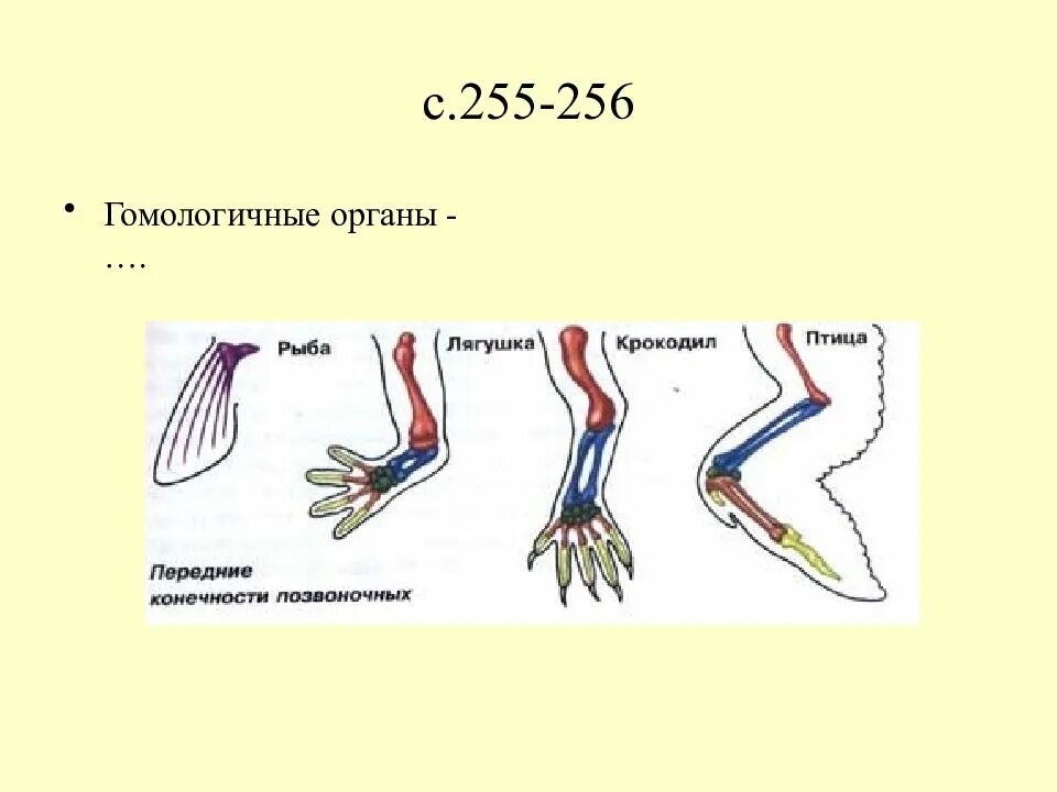 Гомологичные органы крыло птицы и ласты кита. Гомологичные кости в конечностях. Гомологичные органы. Гомологичные конечности позвоночных. Гомологичные органы у животных.