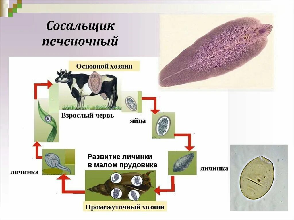 Определите тип развития животных печеночный сосальщик. Тип плоские черви печеночный сосальщик. Цикл развития плоских червей печеночный сосальщик.