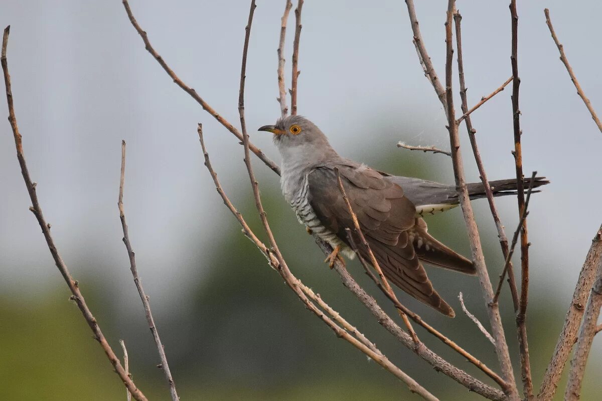 Клип битва за донбасс кукушка. 9. Кукушка донбас. Кукушка донбасс клип. Кукушка гагарина донбасс.