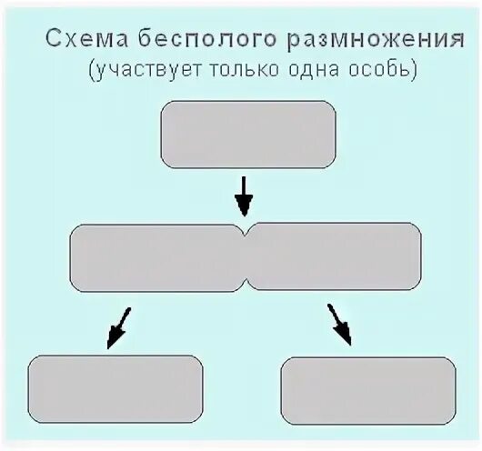 Тест размножение и развитие организмов 10. Тесты по биологии размножение. Эволюция полового размножения. Жизненные циклы размножение тест 8 класс. Размножение кластер по биологии.