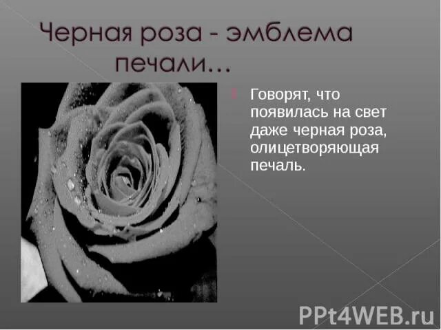 Цветок символ любви. Черные розы текст. Красивое описание розы. Интересные факты о розе. Стихи на черном фоне.