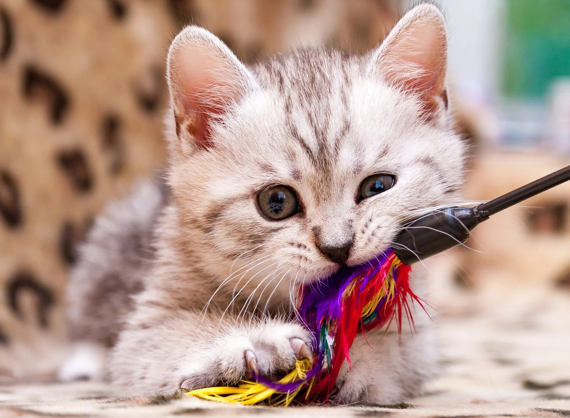 Кот играет с игрушкой. Кошка играется. кошка играет. игривый котенок. котята играются.
