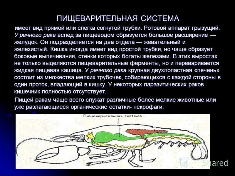 Речной рак состоит из. Пищеварительная система членистоногих. Цедильный желудок у ракообразных. Пищеварительная система речного. Пищеварительная система Членостоноги.