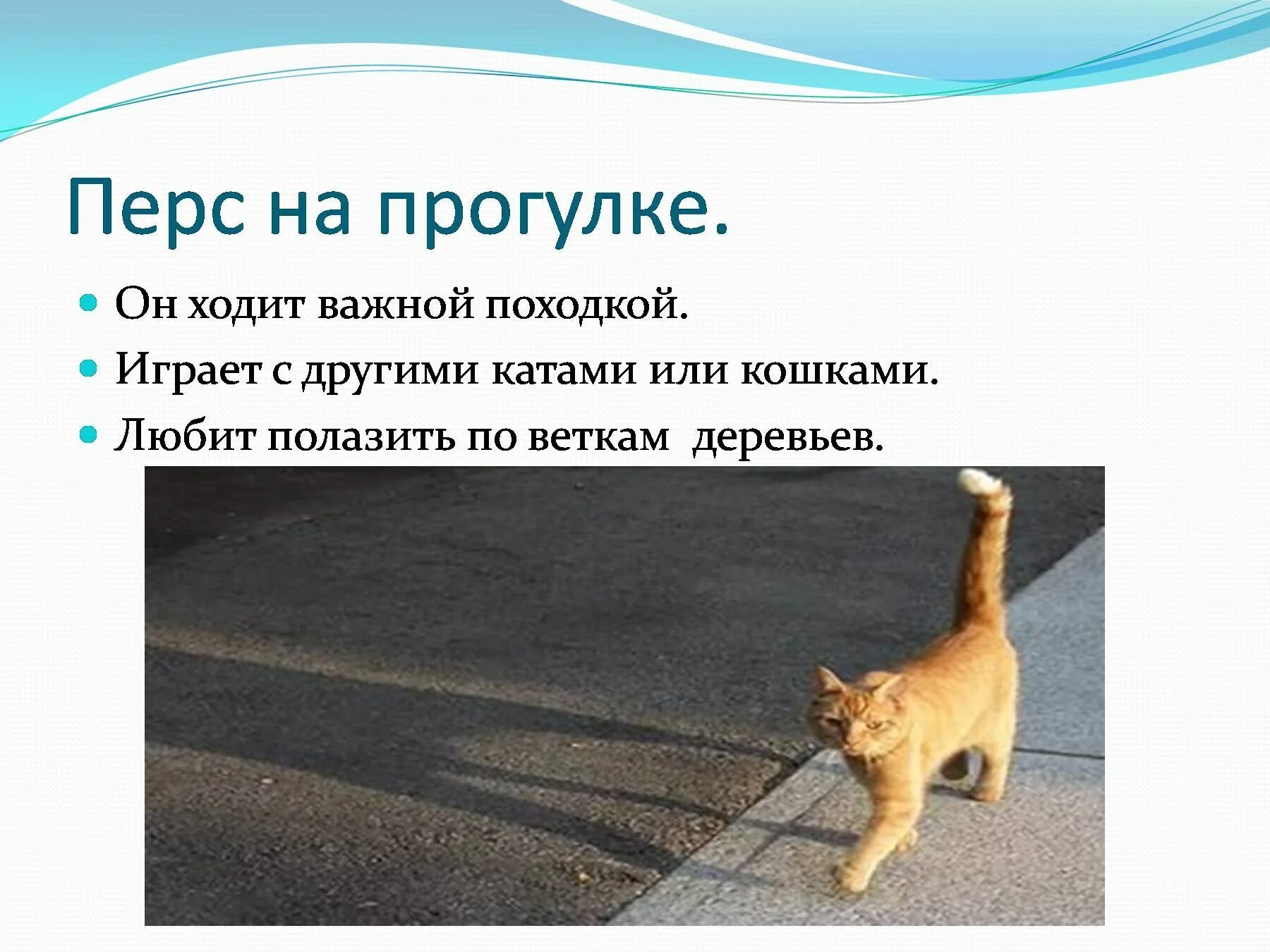 Идет поступь. Важная кошка идет. Кошачья походка. У кота важная походка. Кот важно идет.