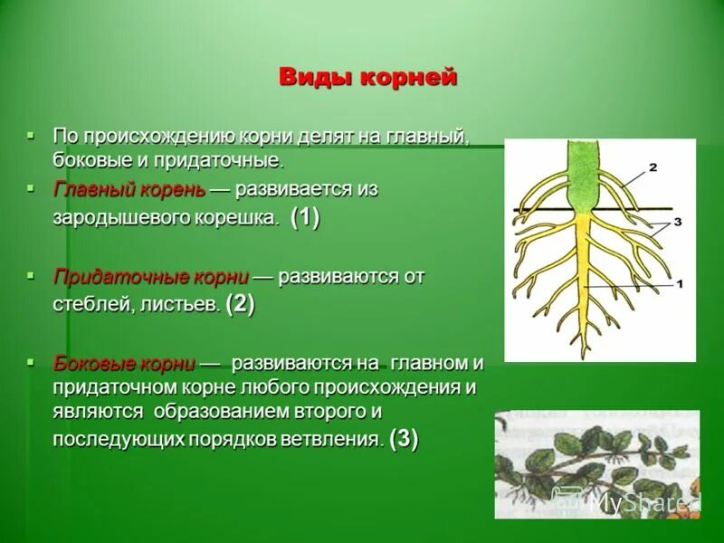 Происхождении какой корень