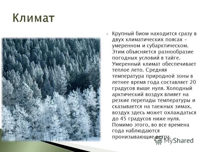 Для природной зоны тайги характерны. Климат зоны тайги в России. Климат тайги в России 4 класс. Климатическая зона тайги. Климатические условия зоны тайги.