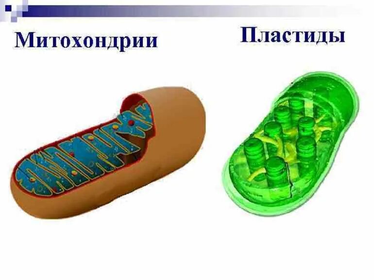 Строение митохондрий и пластид. Строение митохондрии и хлоропласта. Митохондрии и хлоропласты. Рибосомы хлоропластов и митохондрий. Митохондрия микротрубочка хлоропласт