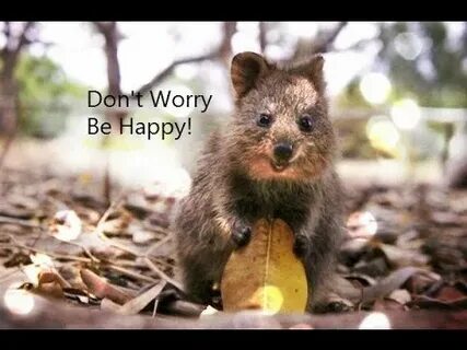 The animals is happy
