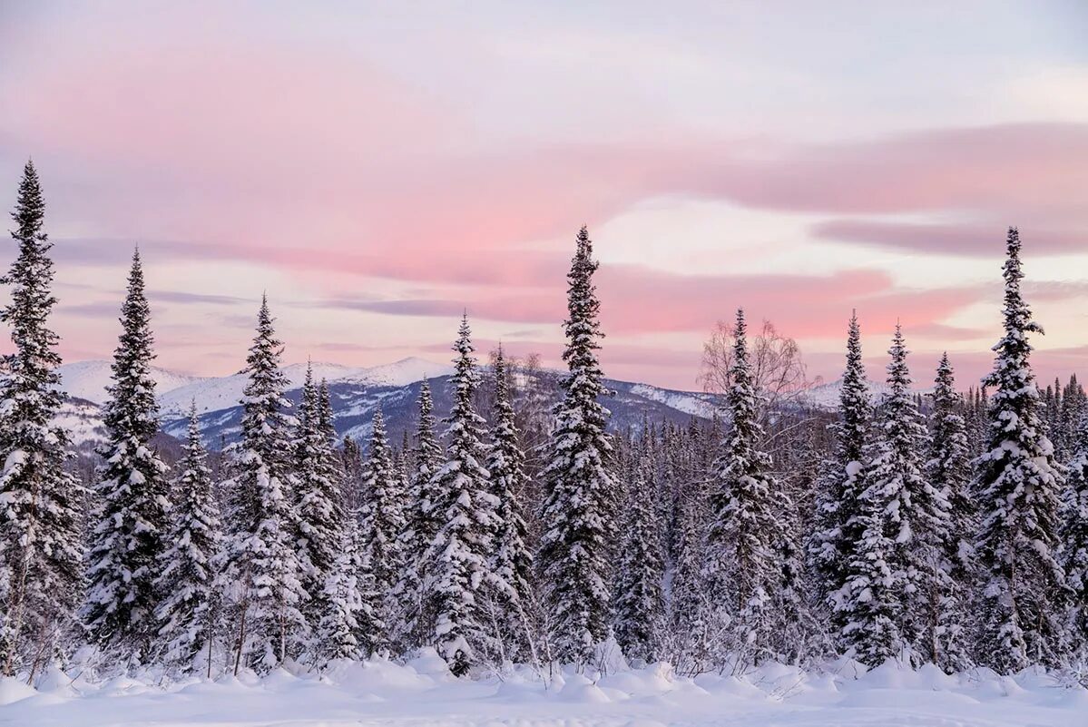 Зимняя Тайга. Тайга зимой. Красота хакасской тайги зимой. Зимняя Тайга фото.