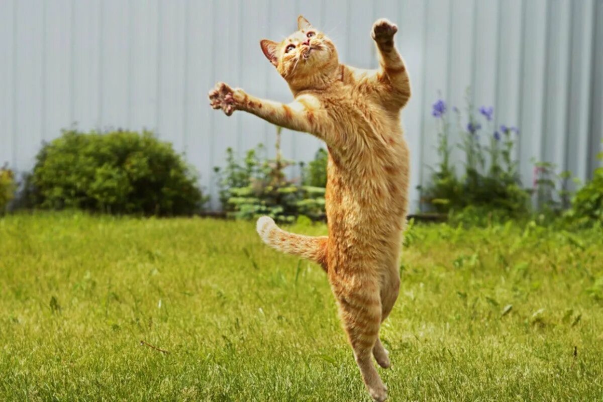 Кошка в прыжке. Кот в прыжке. Рыжий кот в прыжке. Кошка подпрыгивает. Радостный кот.