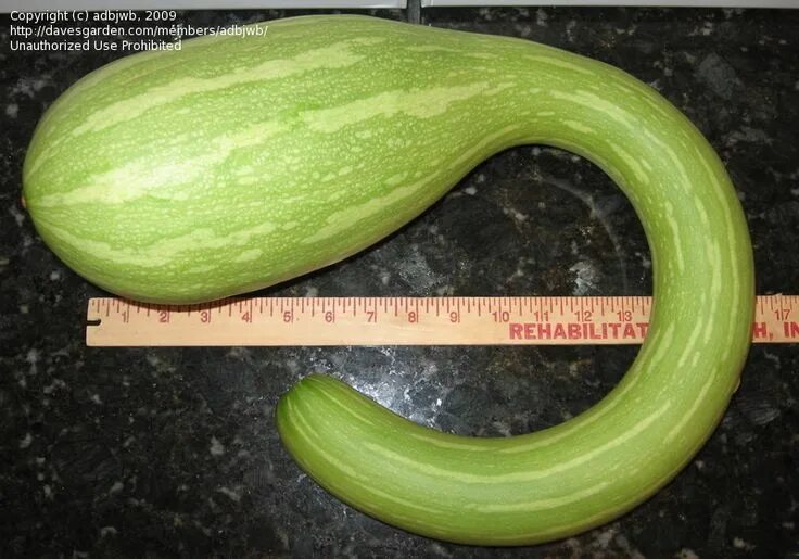 Utvalg av butternut gresskar "Trombone" (trombochino) dyrking for landskapsarbei