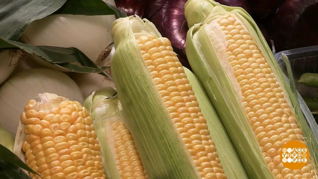 Как хранить молодую кукурузу