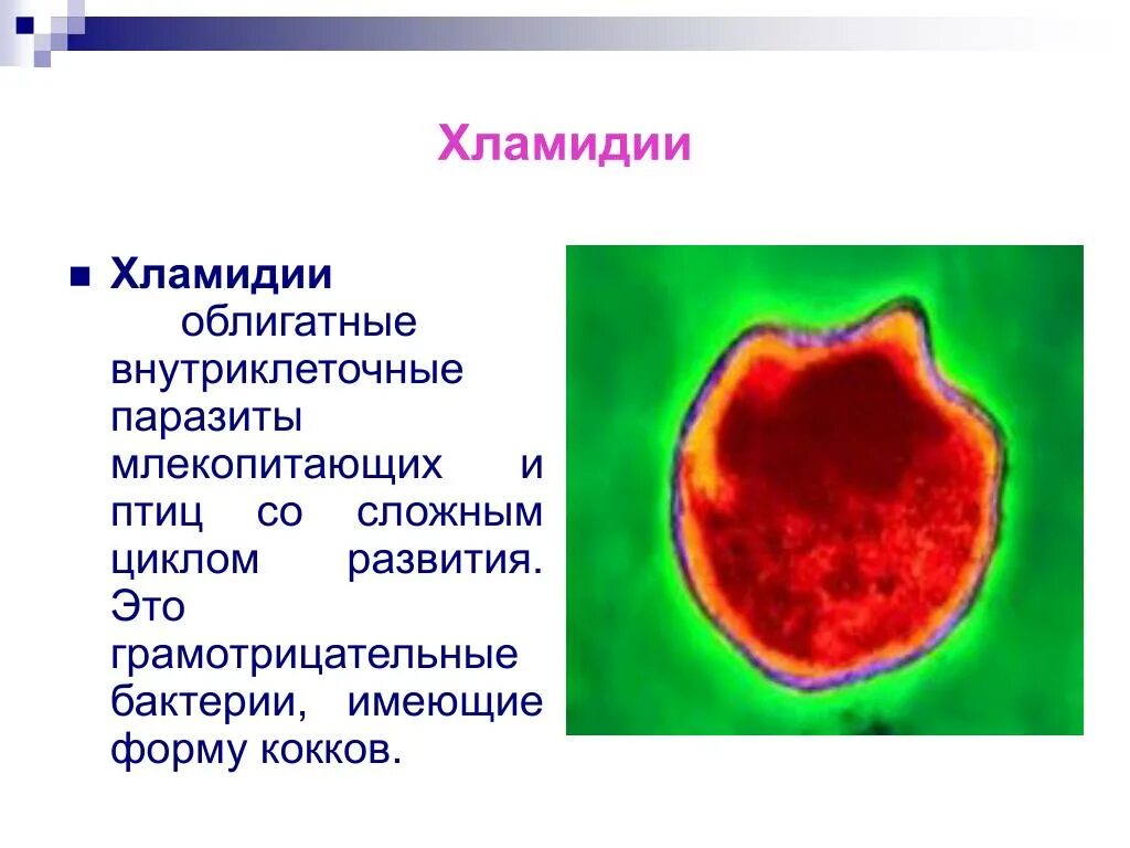 Хламидиоз возбудитель инфекции. Возбудитель хламидии микробиология. Хламидии форма бактерии. Хламидии облигатные внутриклеточные паразиты. Хламидии грамотрицательные.