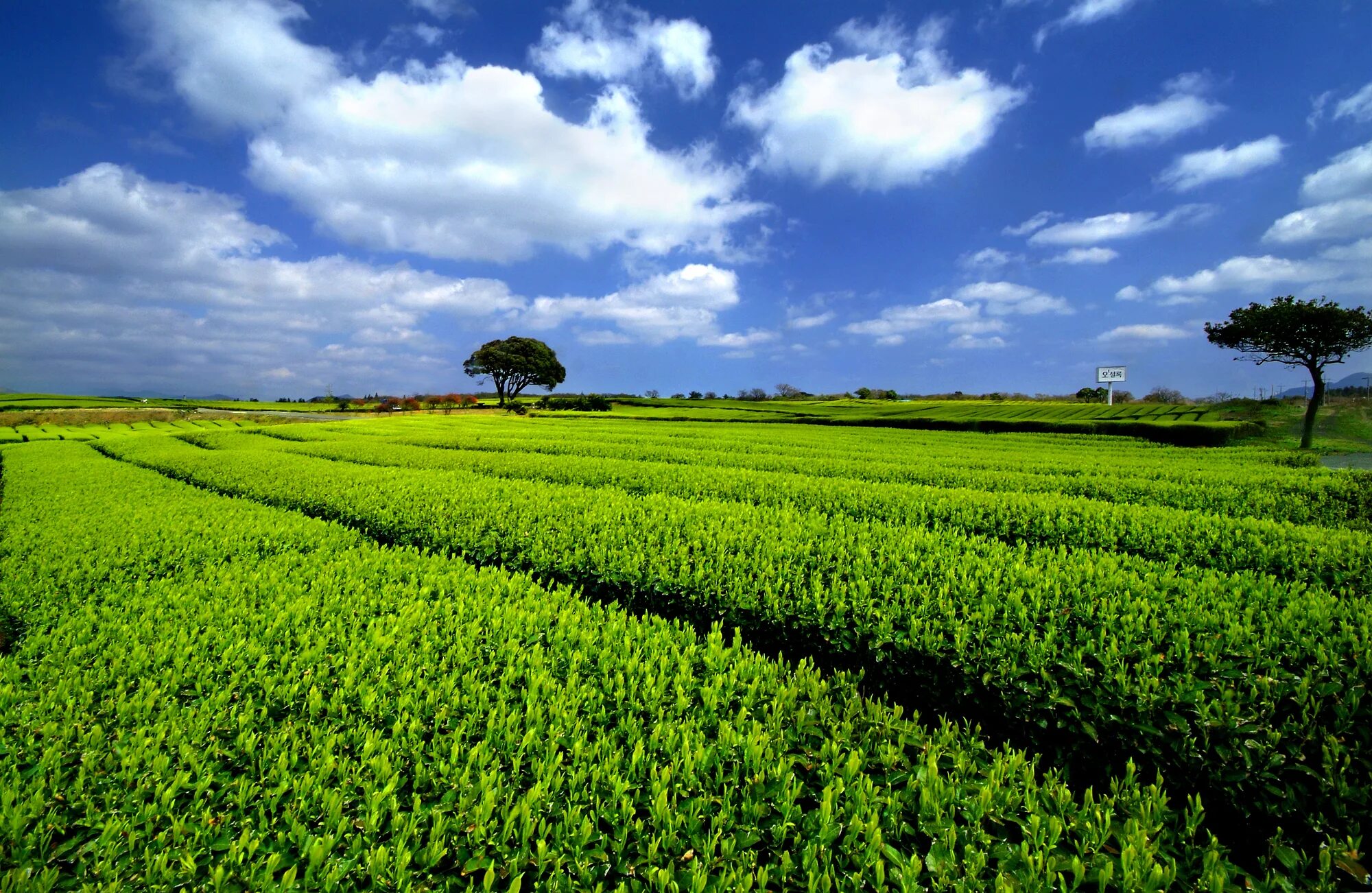 Tea fields