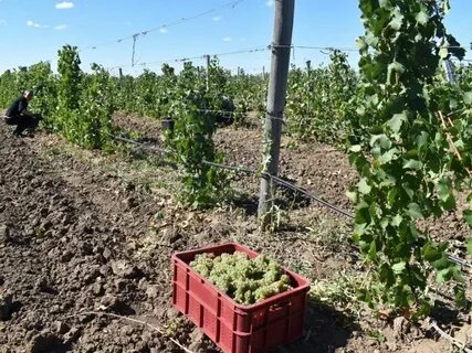Виноград волгоград