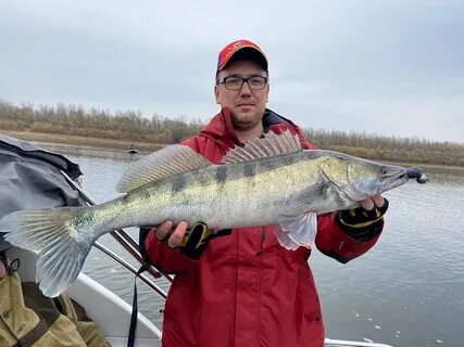 Hot spot zander 2024
