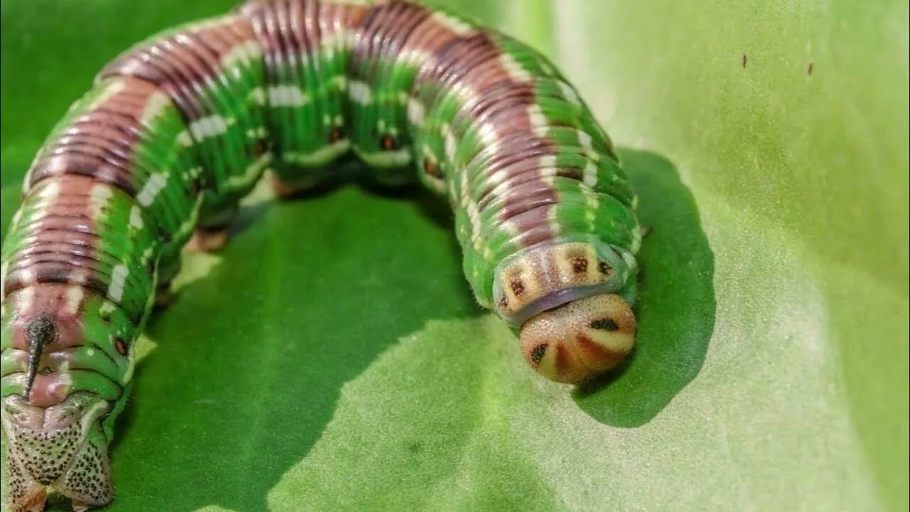 Гусеница бражников. Винный бражник гусеница. Олеандровый бражник гусеница. Тополиный бражник гусеница. Гусеница бражников.