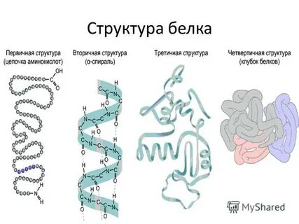 Примеры строения белков