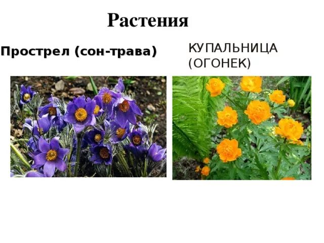 Растения внесенные в красную книгу алтайского края. Краснокнижные растения алтайского края. растения краснойикниги алтайского края. красная книга алтайского края растения. растения алтайского края занесенные в красную.