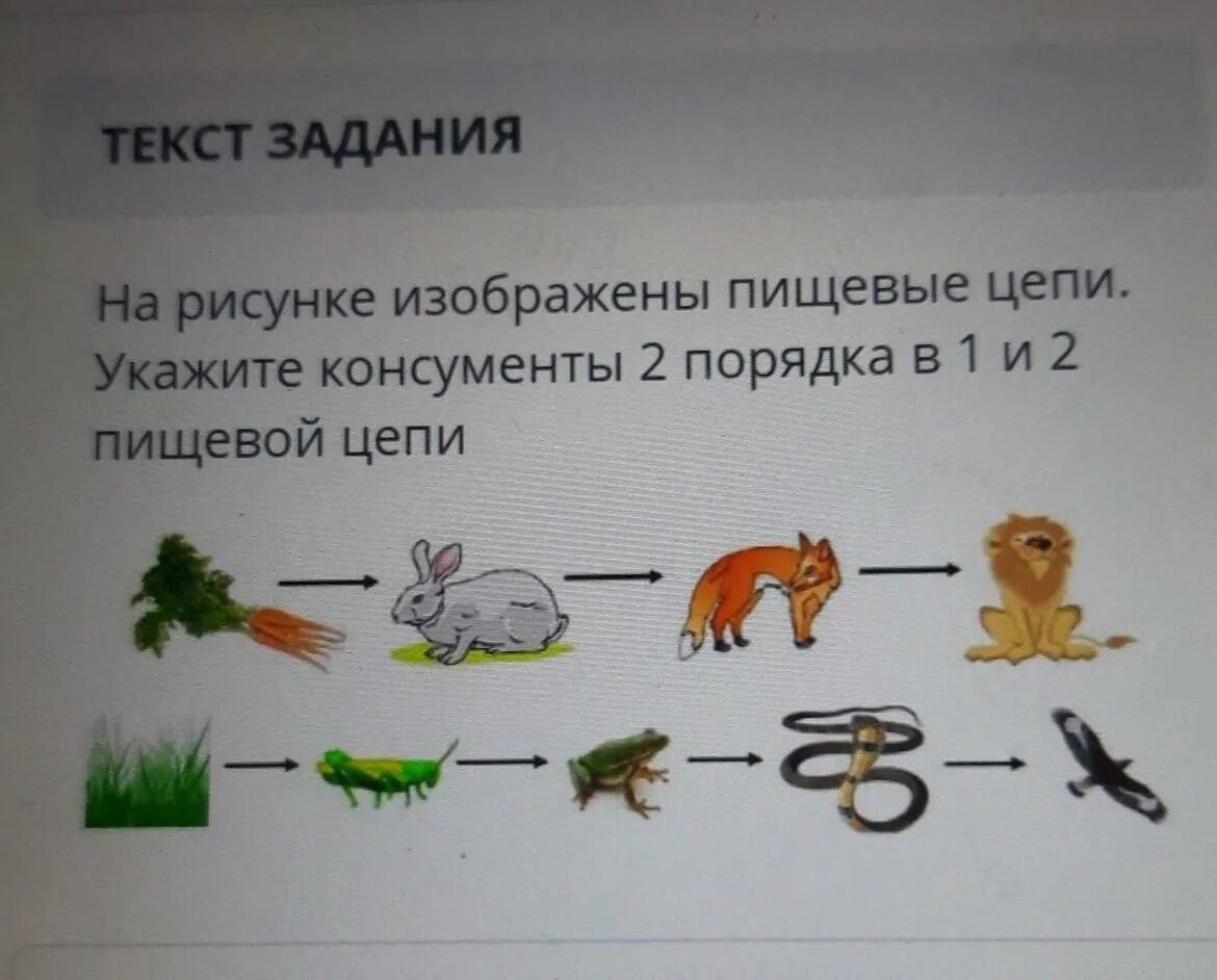 Цепи питания 1 консумент 2 консумент. Пищевая цепочка. 2 Пищевые Цепочки. Задание по пищевым цепочкам. Решение задач по теме цепи питания