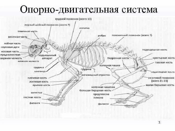 Опорно двигательная система класса млекопитающие. Анатомия костей задних конечностей кошки. Скелет кота с названием костей. Строение скелета кошки задние лапы. Строение скелета кошки грудная клетка.