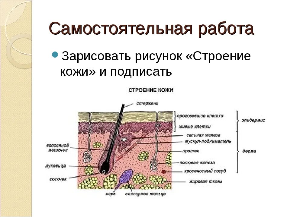 Контрольная по биологии покровы тела. Слои кожи строение и функции таблица. Строение кожи 3 слоя и их функции. Слои кожи и их функции таблица. Строение кожи человека биология.