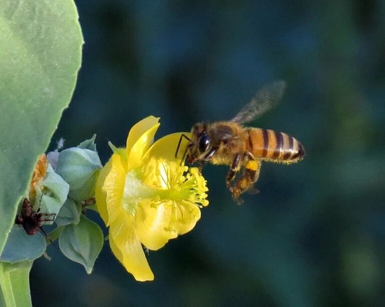 Пчела питается нектаром. Пчела. Домашняя пчела. Пчелы в природе. Медоносная пчела в природе.