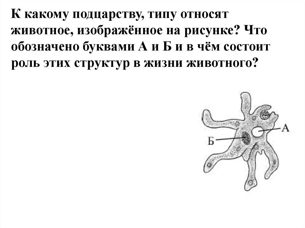 Какое животное изображено на рисунке как оно. К какому подцарству типу относят животное изображенное. К какому типу относят животное изображённое на рисунке. К какому типу относятся животные изображенные на рисунке. К какому подцарству относится амеба.