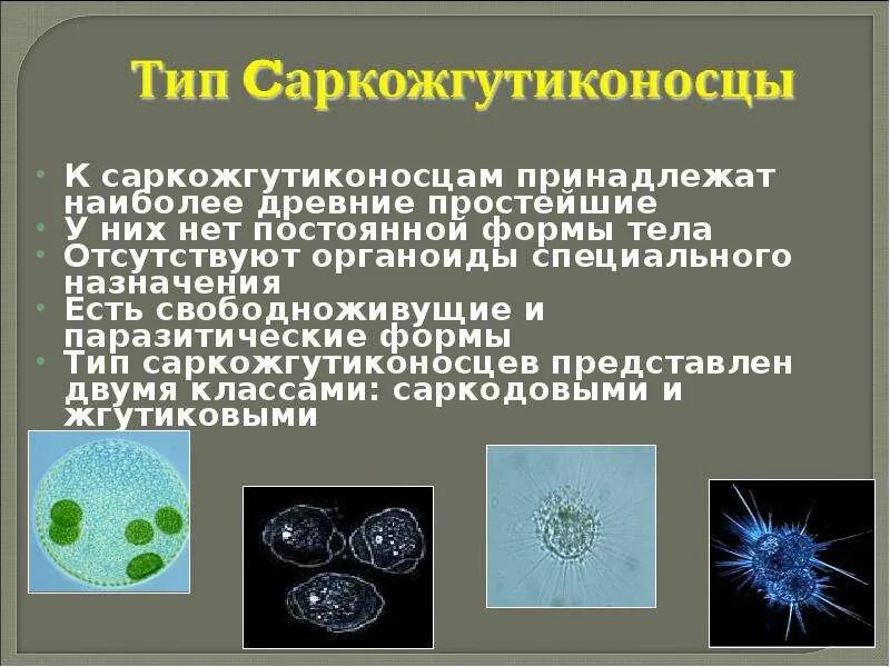 Чем отличается одноклеточный организм. Свободноживущие саркодовые. свободноживущие одноклеточные. саркожгутиконосцы. свободноживущие одноклеточные организмы.