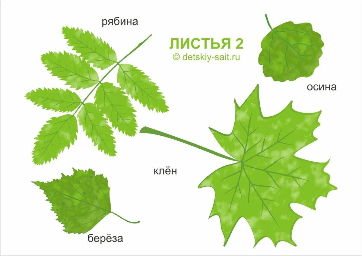 Листы вправо. Листья деревьев. Листы деревьев и их названия. Листья с названиями. Листья разных растений.