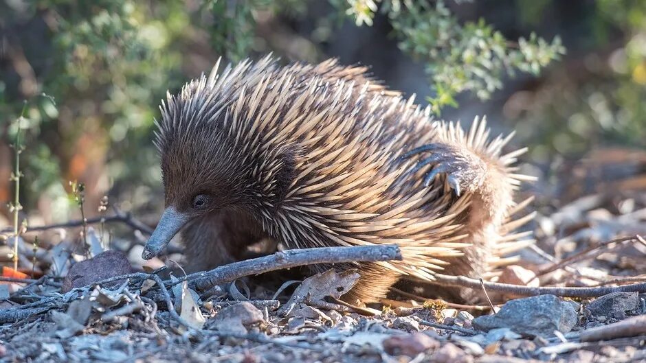 ехидна 4 головки. ехидна болотная. ехидна 4 головки. австралийская ехидна пенис. ехидна.